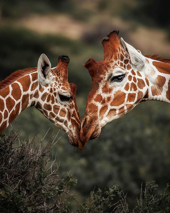 Two giraffes touching noses in a close-up moment of African wild wildlife captured by a wildlife photographer.