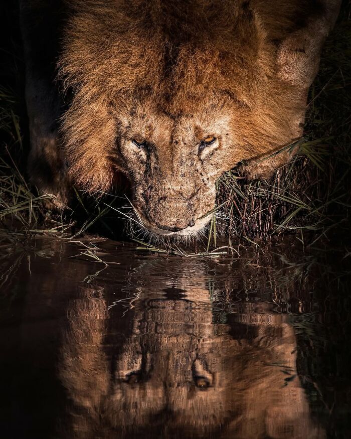 Lion drinking water at night in the African wild captured by a wildlife photographer showing reflection in the water.