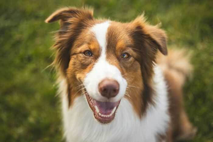 Happy brown and white dog sitting on grass, showcasing one of the surprising life facts that might make you do a double take
