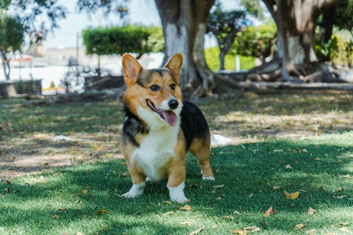 Corgi dog standing on grass in a park with trees in the background, captured in a bright sunny setting.