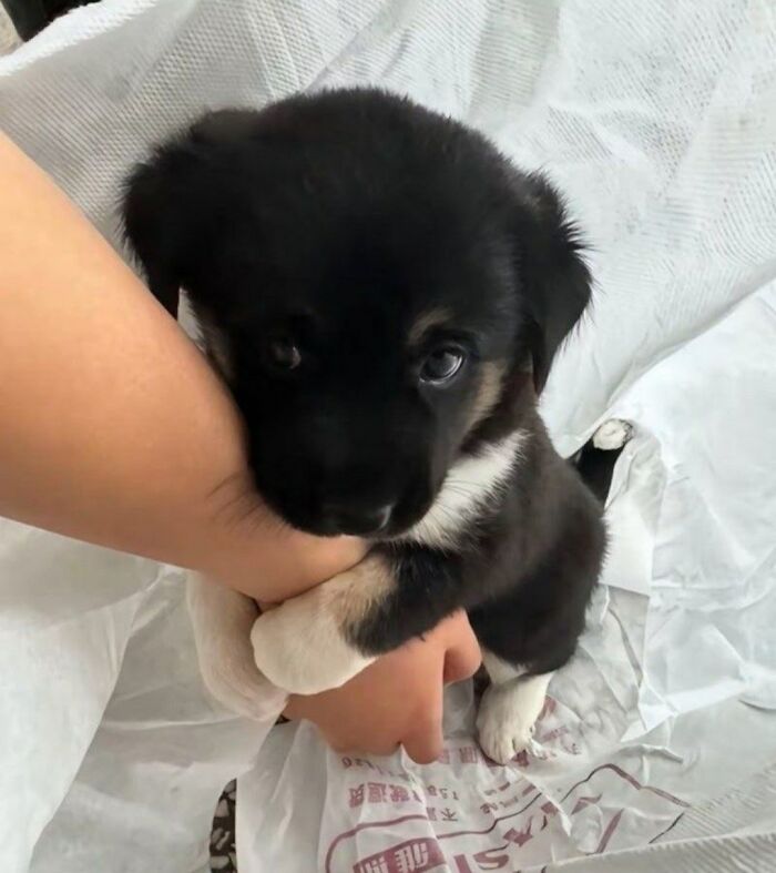 Cute black and white puppy playfully biting a person's arm, showcasing funny and cute dog photos to make you smile today