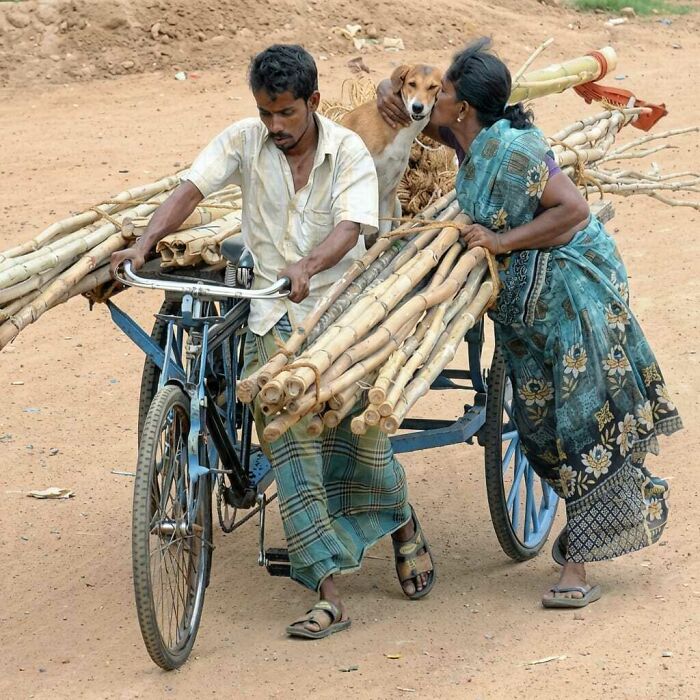 Man carrying bamboo on a bicycle cart while woman kisses dog, capturing hilarious moments caught on camera with animals.