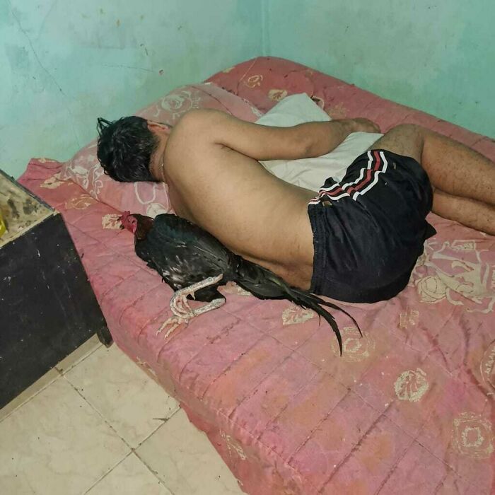 Man sleeping on bed with a chicken beside him, a humorous moment caught on camera with important animal images.