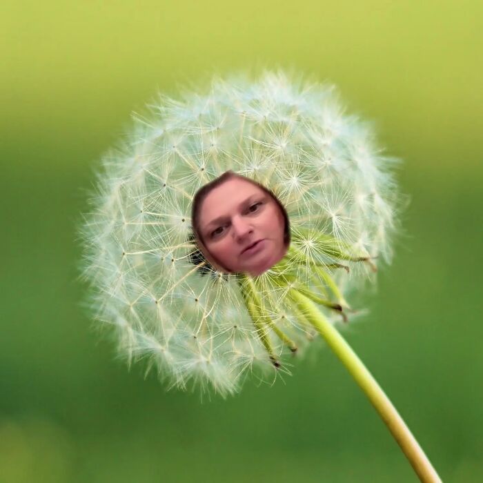 Woman’s face edited onto dandelion seed head against green background, representing cream cheese review internet buzz. Woman’s face edited onto dandelion seed head against green background, representing cream cheese review internet buzz.