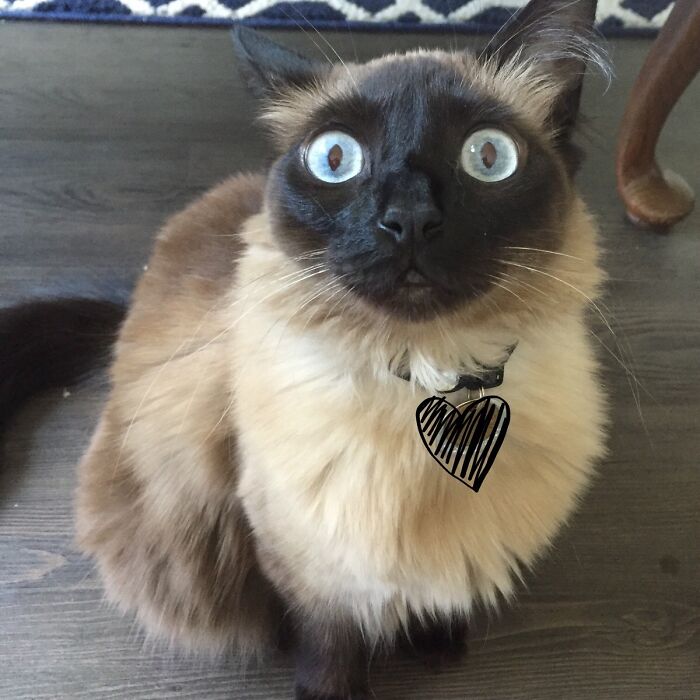 Siamese cat making a silly face with wide eyes, captured in a close-up photo of animals making silly faces.