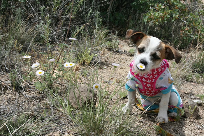 Small dog in colorful clothes sitting in dry grass with flowers, capturing a humorous moment related to son-in-law's revenge.