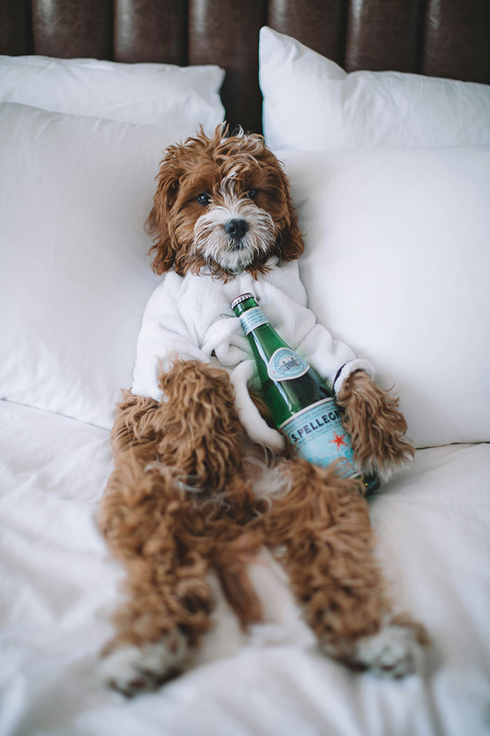 Small brown dog in a white robe lying on bed holding a water bottle, illustrating MIL and son-in-law revenge humor concept.