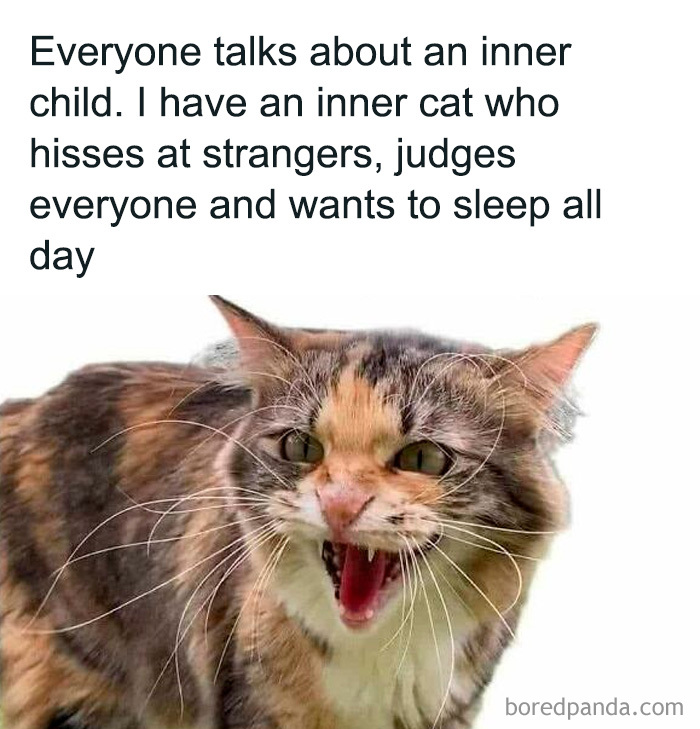 Angry cat hissing with humorous text about an inner cat who judges strangers and wants to sleep, cute and sweet animal memes.
