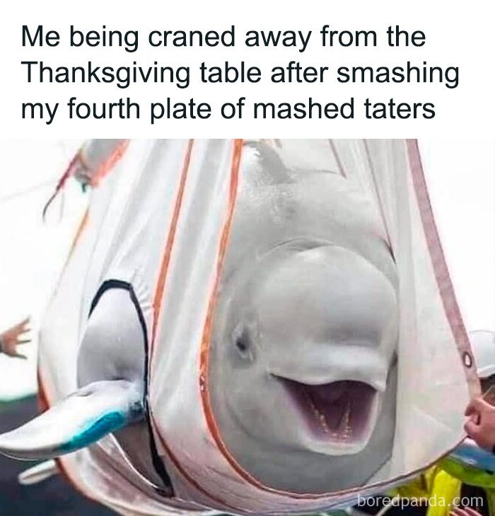 Beluga whale being lifted in a sling with a funny caption, part of cute and sweet animal memes to make you smile.