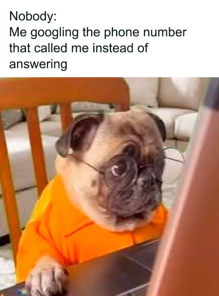 Pug wearing glasses and an orange shirt looking at a laptop in a cute and sweet animal meme.