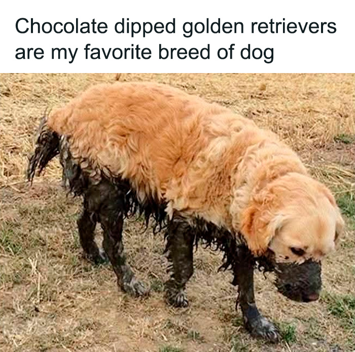Golden retriever covered in mud, creating a cute and sweet animal meme to give you a reason to smile today.