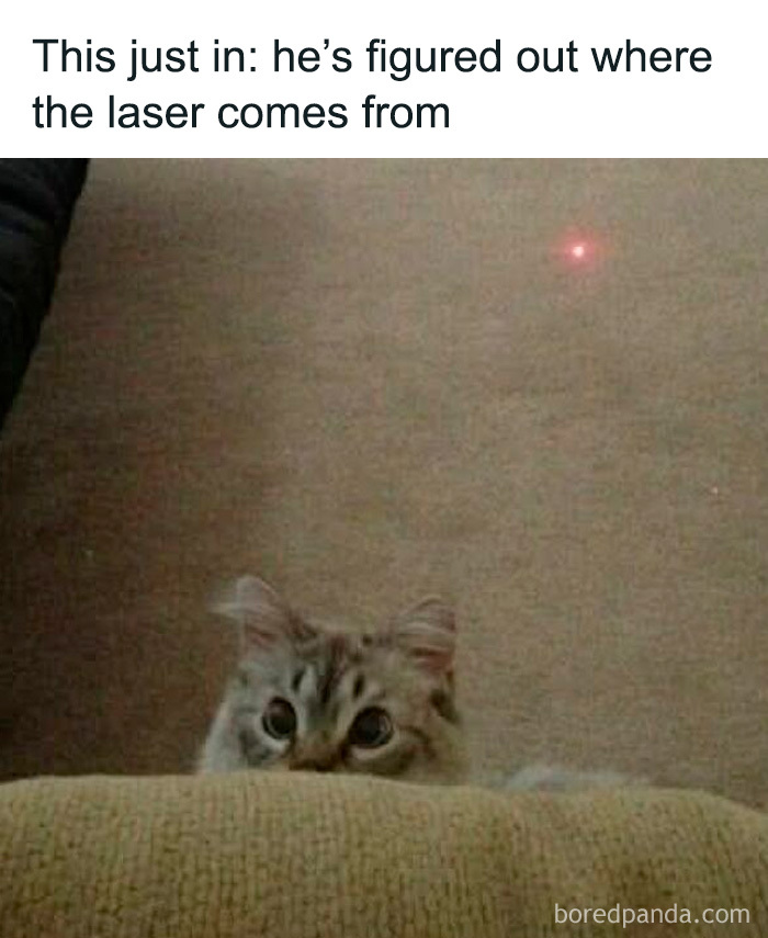 Cat peeking over a couch at a laser dot on the wall, one of the cute and sweet animal memes to make you smile.