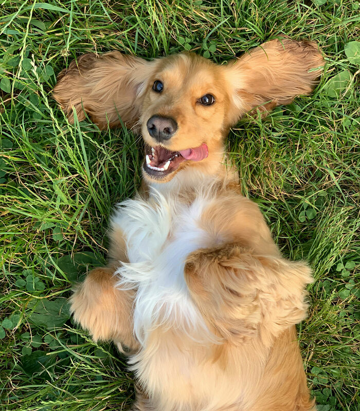 80 Times People Heard Such Brilliant And Bizarre Pet Names That They Just Had To Share Them