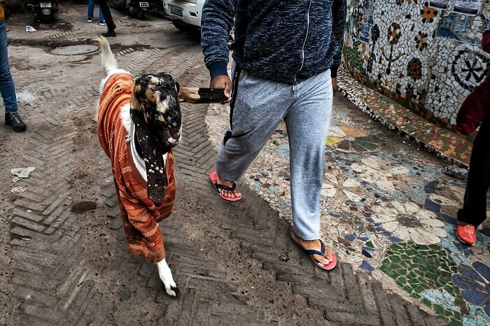 Candid street photo of a person walking a goat wearing a cloth, capturing humanity and everyday life moments.