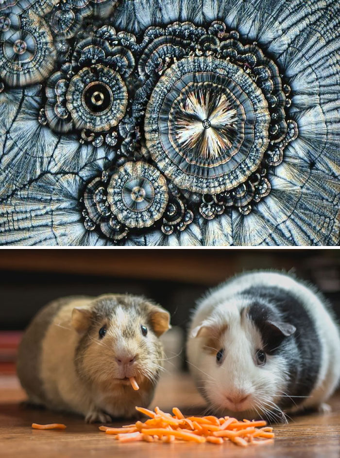 Close-up of crystalline structures under microscope showing detailed patterns related to obscure and weird medical facts.