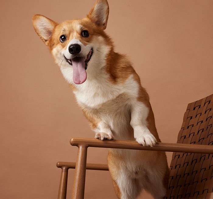 Happy corgi standing on a wooden chair with tongue out, capturing a playful moment for MIL runs to the priest story.