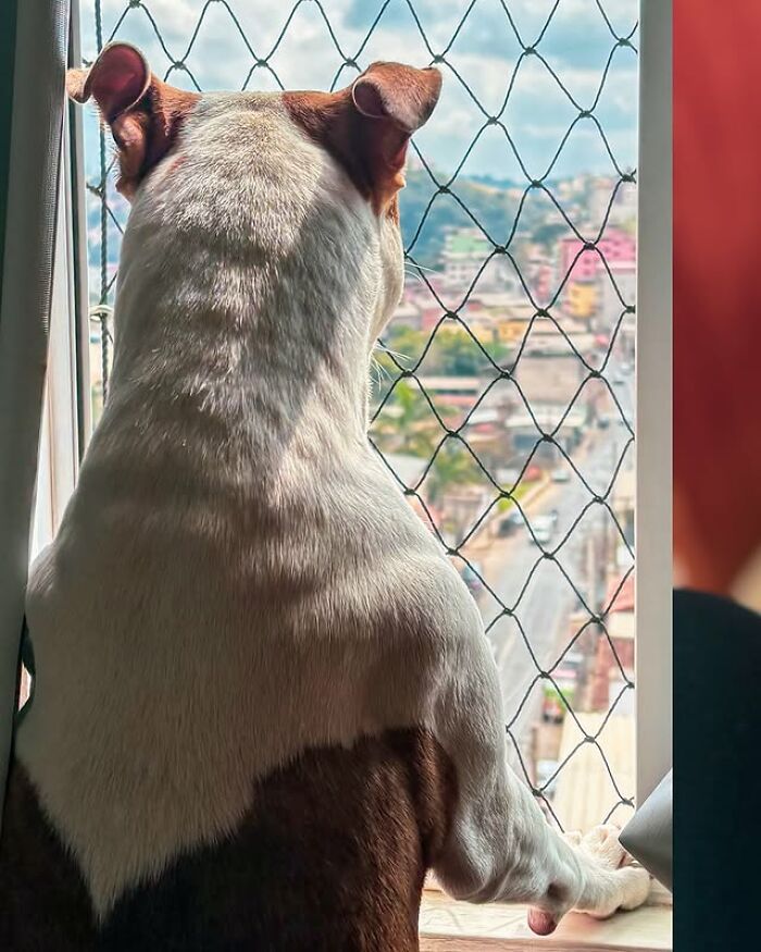 Pit bull rescued from the streets of Brazil looking out a window, showing a journey from scared to spoiled.