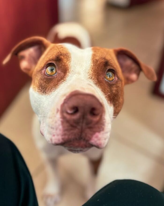 Pit bull rescued from the streets of Brazil looking up with attentive eyes, showing trust and affection indoors.