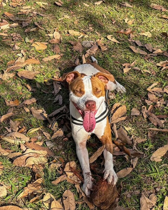 Brown and white pit bull rescued from streets of Brazil, happily lying on grass with a stick in mouth on a sunny day.
