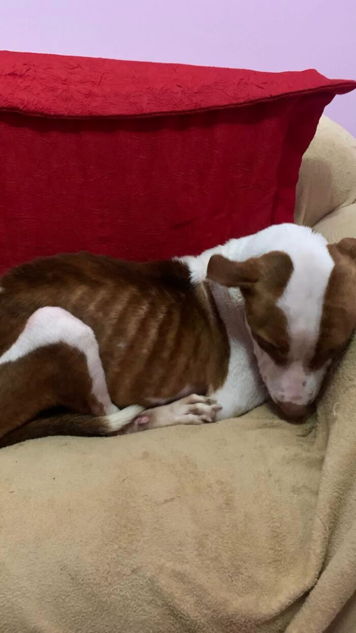 Pit bull rescued from Brazil streets, resting on a blanket, showing ribs and a scared demeanor.