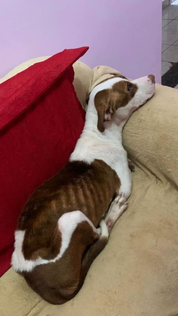 Pit bull resting on beige couch next to red pillow, showing signs of recovery after rescue from the streets of Brazil.