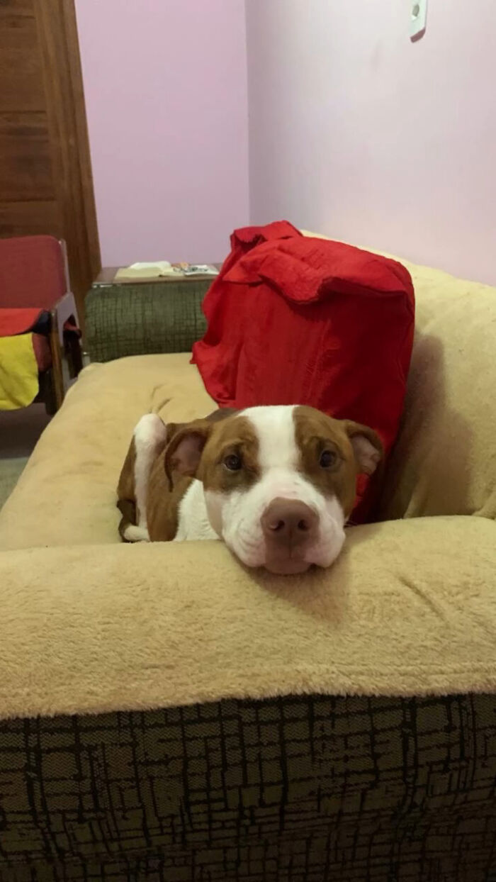 Pit bull rescued from the streets of Brazil resting comfortably on a beige couch with red cushions in a cozy room.