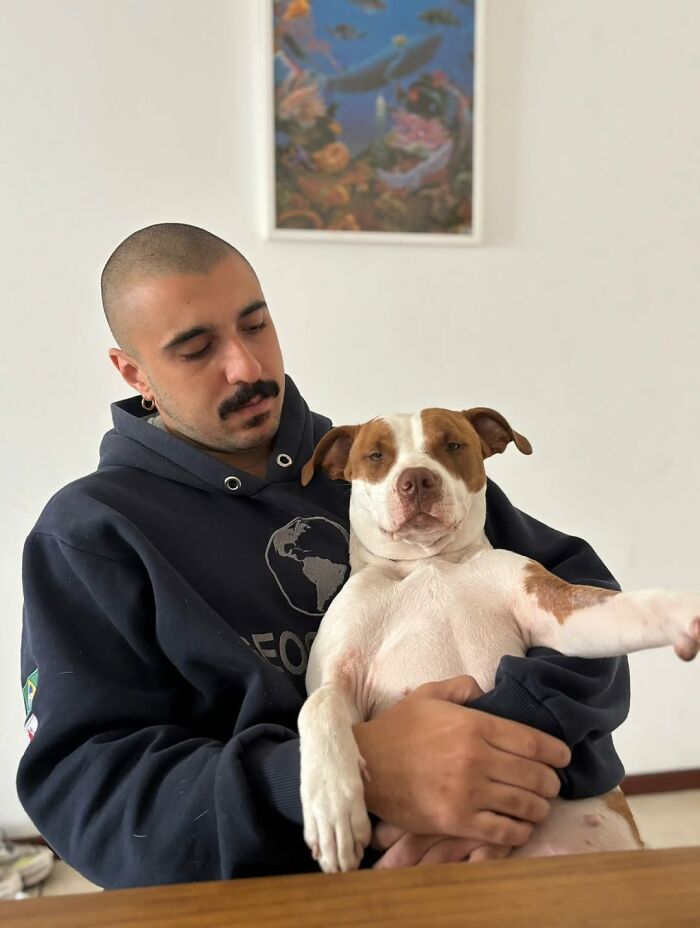 Man in a black hoodie gently holding a relaxed brown and white pit bull, showcasing rescued pit bull from Brazil.