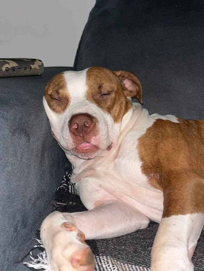 Pit Bull resting peacefully on a couch, showing calm and comfort after being rescued from the streets of Brazil.