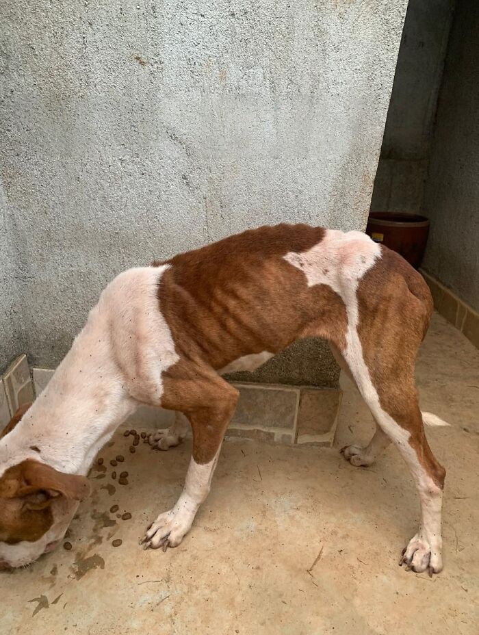 Emaciated pit bull rescued from Brazil streets eating kibble on a concrete floor against a gray wall.