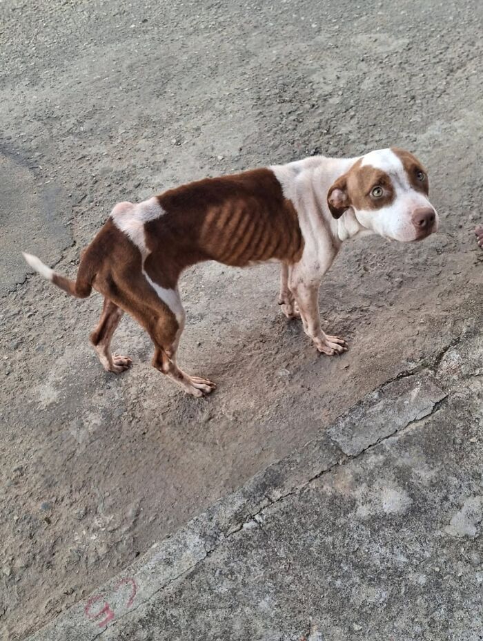 Emaciated pit bull standing on rough concrete ground, showing ribs and a scared expression.