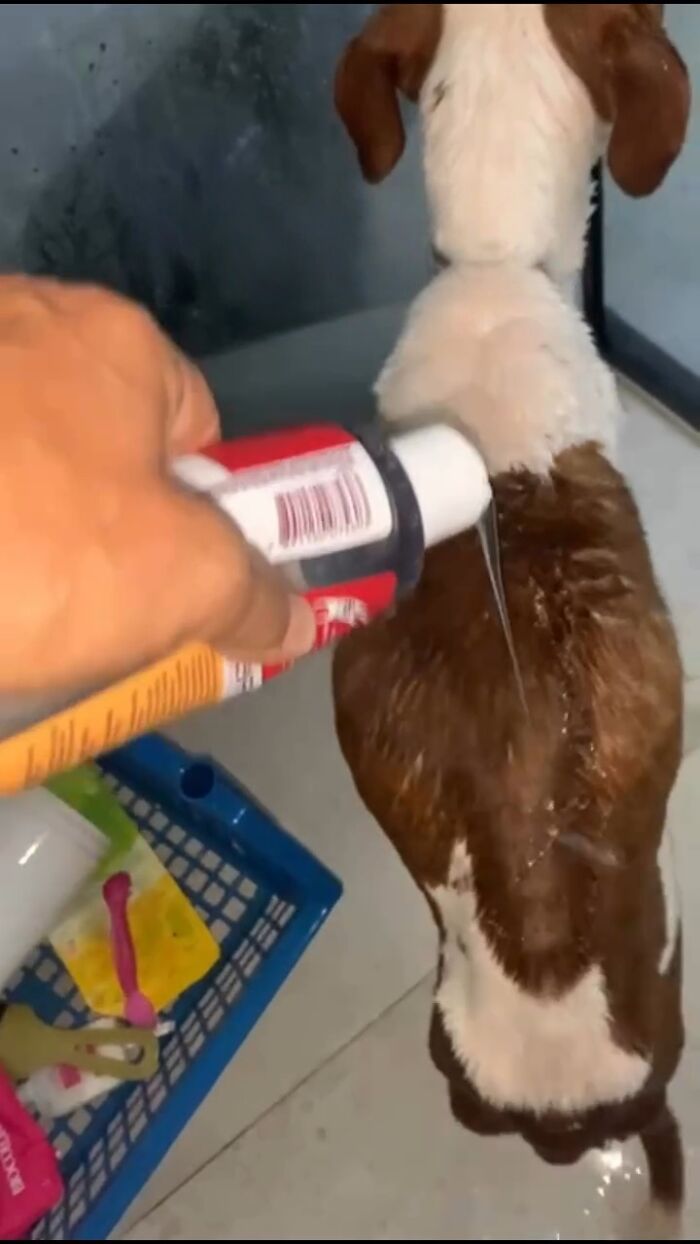 Pit bull being bathed and cared for, showing transformation from scared to spoiled rescue dog.