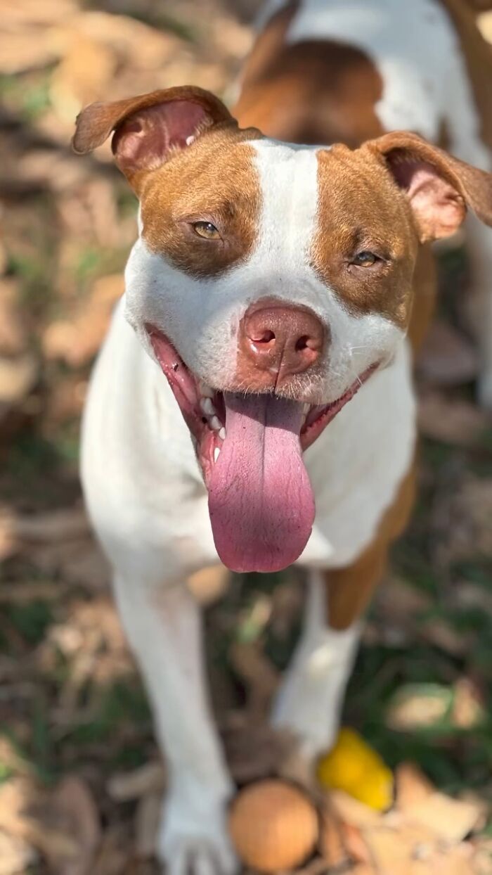 Happy pit bull rescued from the streets of Brazil with tongue out enjoying outdoor playtime in the sun