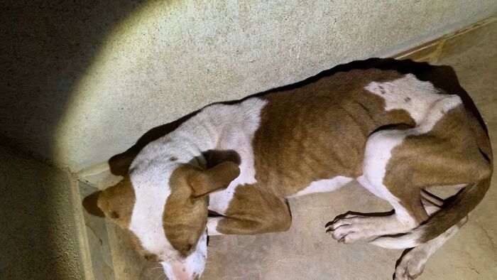 Pit Bull rescued from the streets of Brazil, lying on the floor with a scared posture in a dimly lit corner.