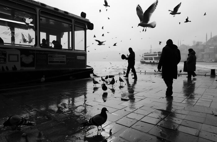 Black and white street photo showing people and birds near a ferry dock, capturing unexpected and beautiful moments of daily life.