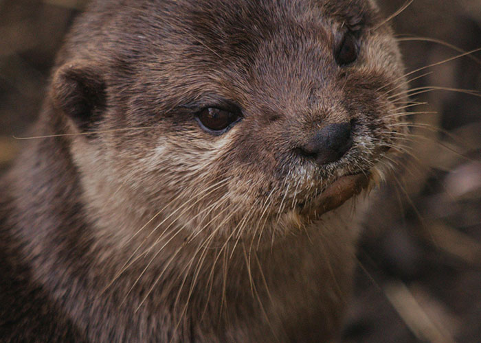 Close-up of an otter with detailed fur and whiskers, illustrating a wacky story hoping someone will believe it.