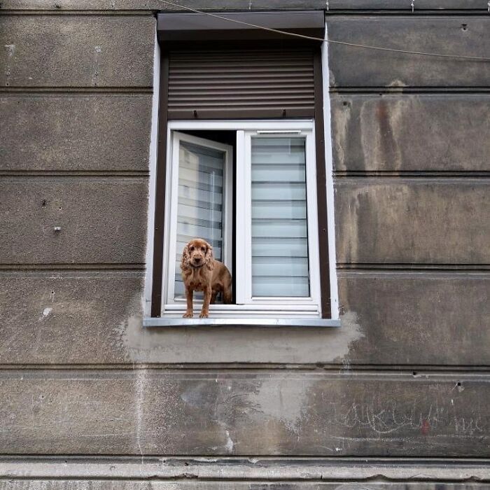 Adorable dog caught peeking out of a window in an urban setting, showcasing charming pet behavior.