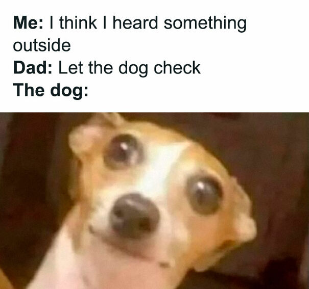 Close-up of a confused dog meme illustrating relatable memes that hit way too close to home about family and pets.