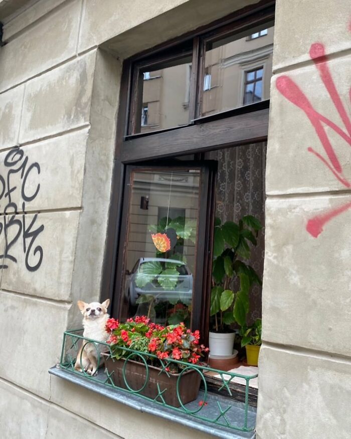Small adorable dog peeking out of a window decorated with red flowers and houseplants in an urban setting.