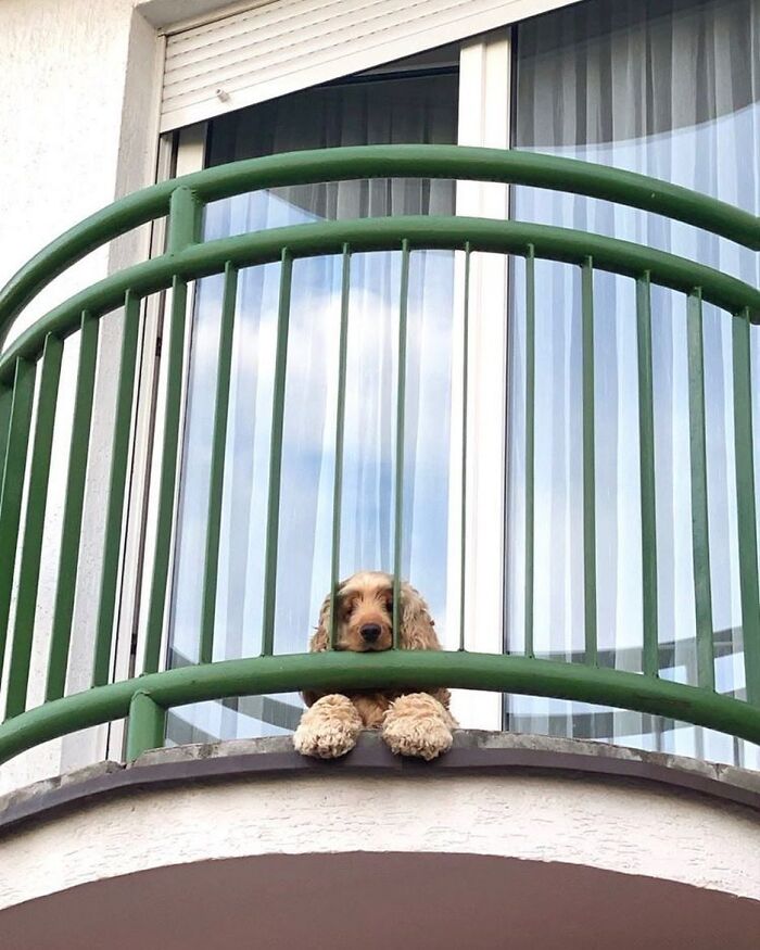 Adorable dog caught peeking out of window behind green balcony railing on a bright day.