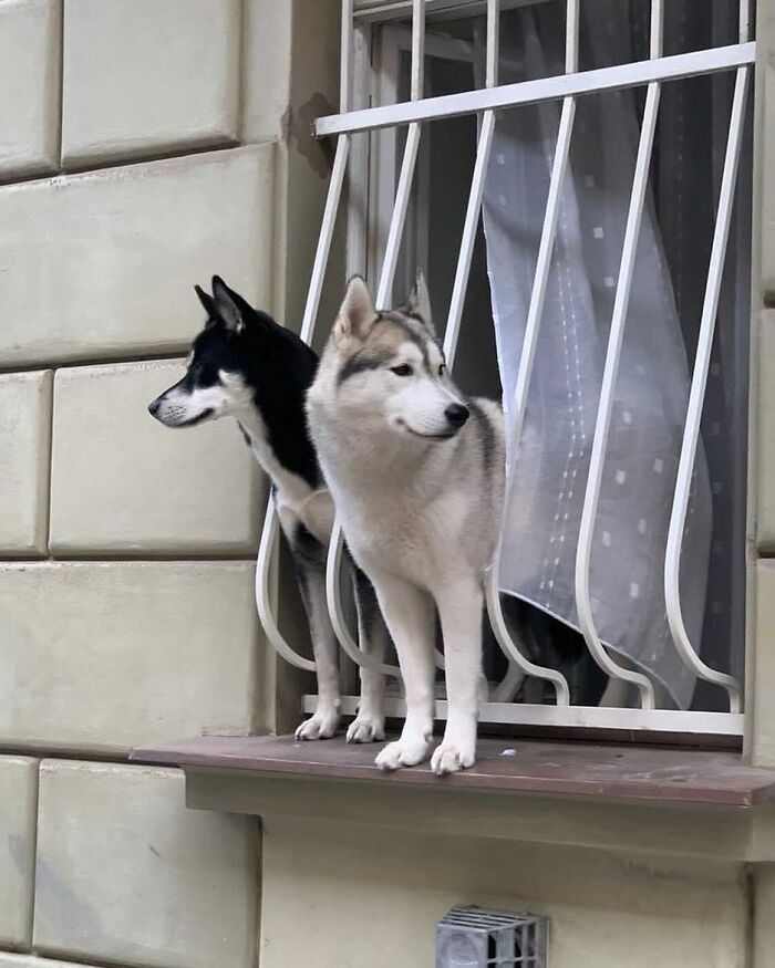 Two adorable dogs peeking out of a window with white bars, looking curiously at the surroundings outdoors.
