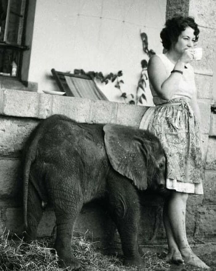 Black and white photograph showing a woman drinking tea beside a baby elephant, reflecting the history of humanity.