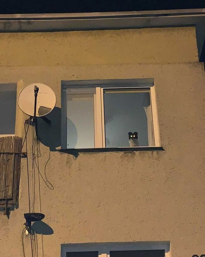 Dog with glowing eyes peeking out of a window at night, capturing adorable dogs caught peeking out of windows.