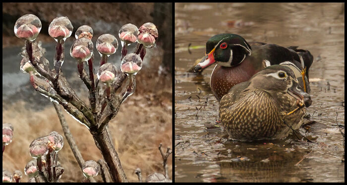 “Winter Veil” By Peter Iskenderian & “Wood Ducks Eating A Frog” By Bill Golden