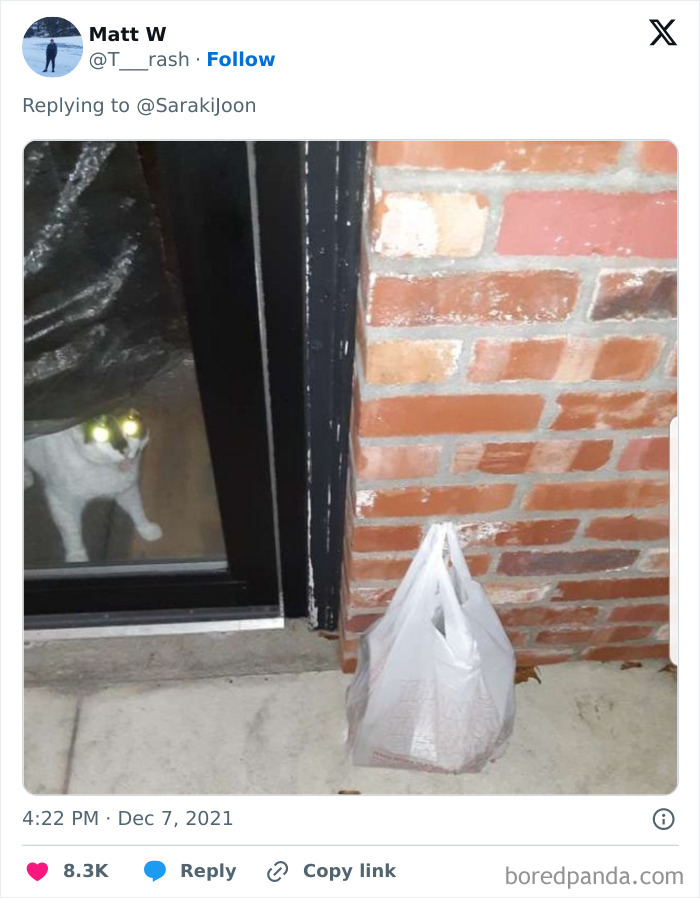 Cat with glowing eyes visible behind a glass door next to a plastic bag left as delivery confirmation by driver.