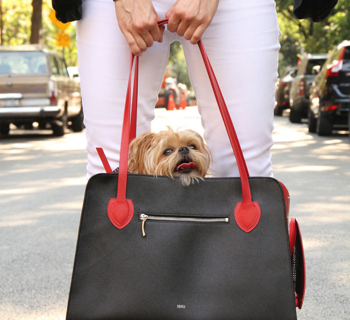 Small dog peeking from black handbag with red straps held by person in white pants, deal-breakers