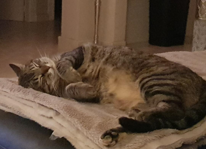 Tabby cat sleeping peacefully on a soft blanket, symbolizing relaxing New Year's resolutions for people who hate resolutions.