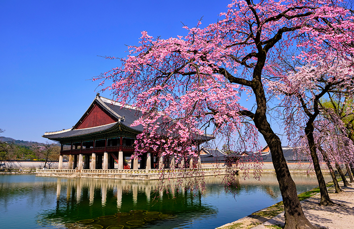 Traditional Korean palace surrounded by cherry blossoms and water, representing one of the oldest countries in the world.