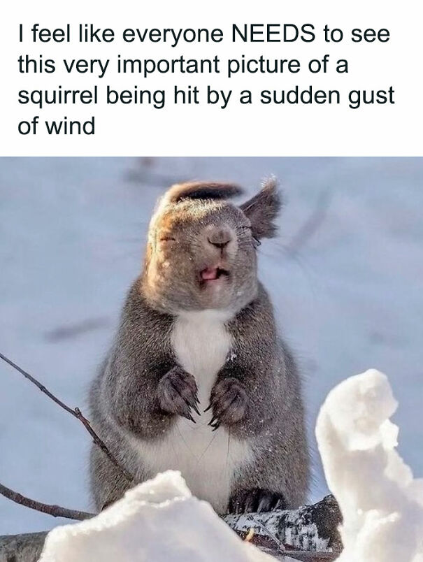 Squirrel caught by a sudden gust of wind in winter snow, capturing a relatable moment from memes that hit close to home.