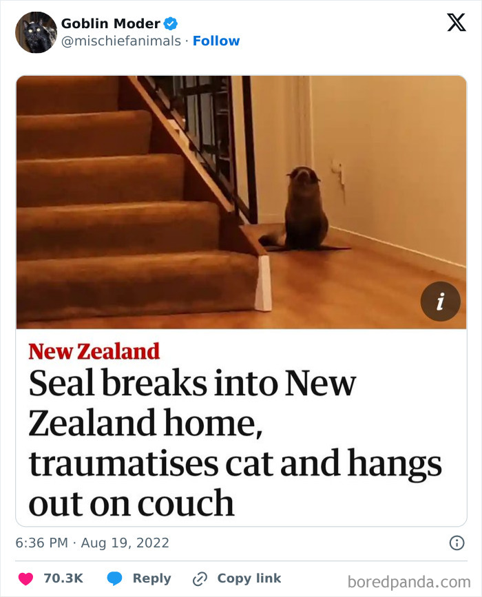 Seal inside a New Zealand home causing a wild incident by traumatising a cat and hanging out on the couch.