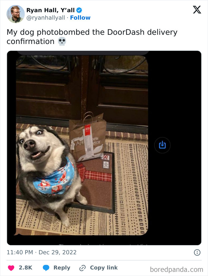 Husky dog photobombing hilarious delivery confirmation photo with food bag on front porch at night